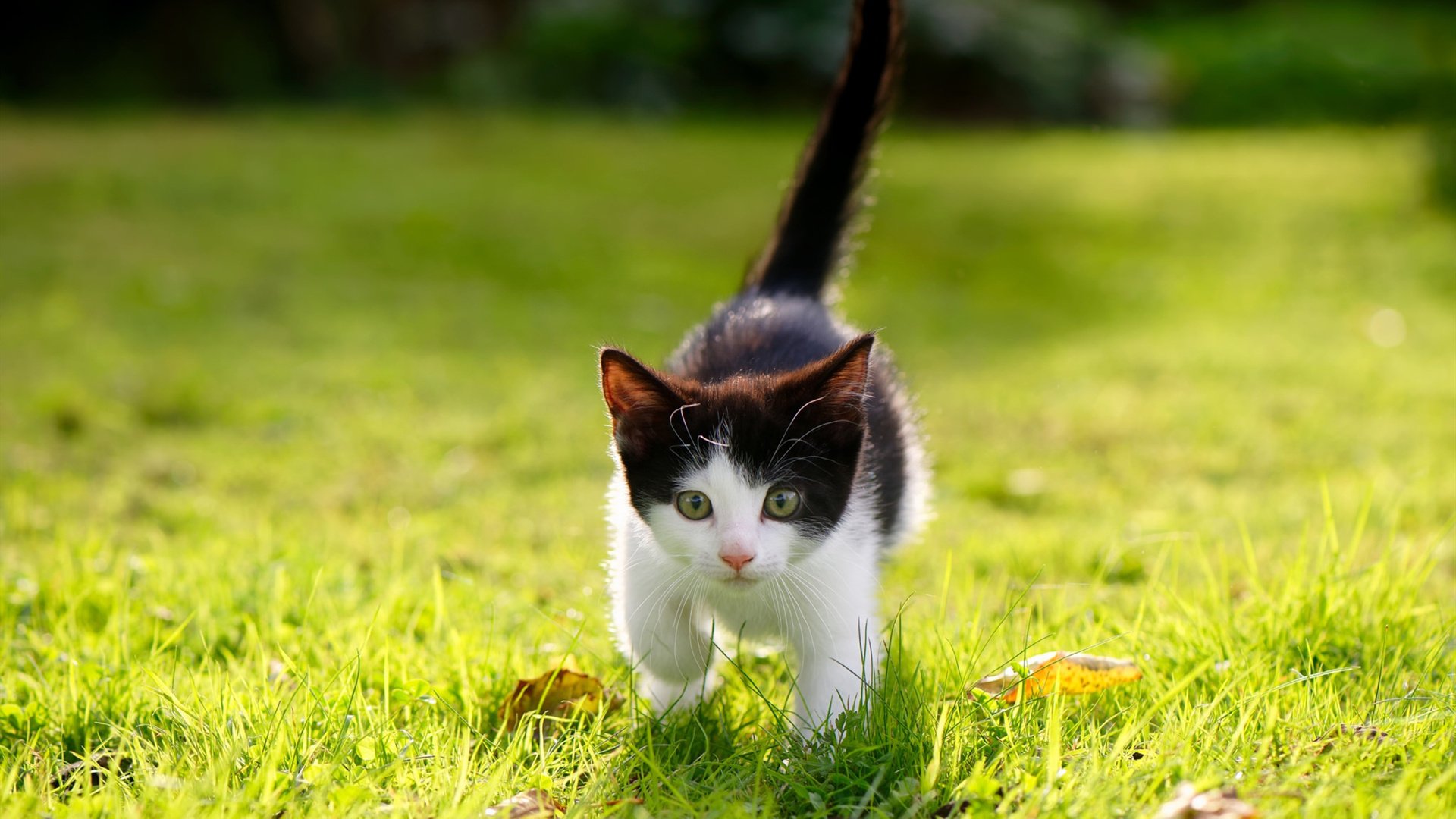 佩德里，摩洛哥的坚固迷宫，由他执匙解开