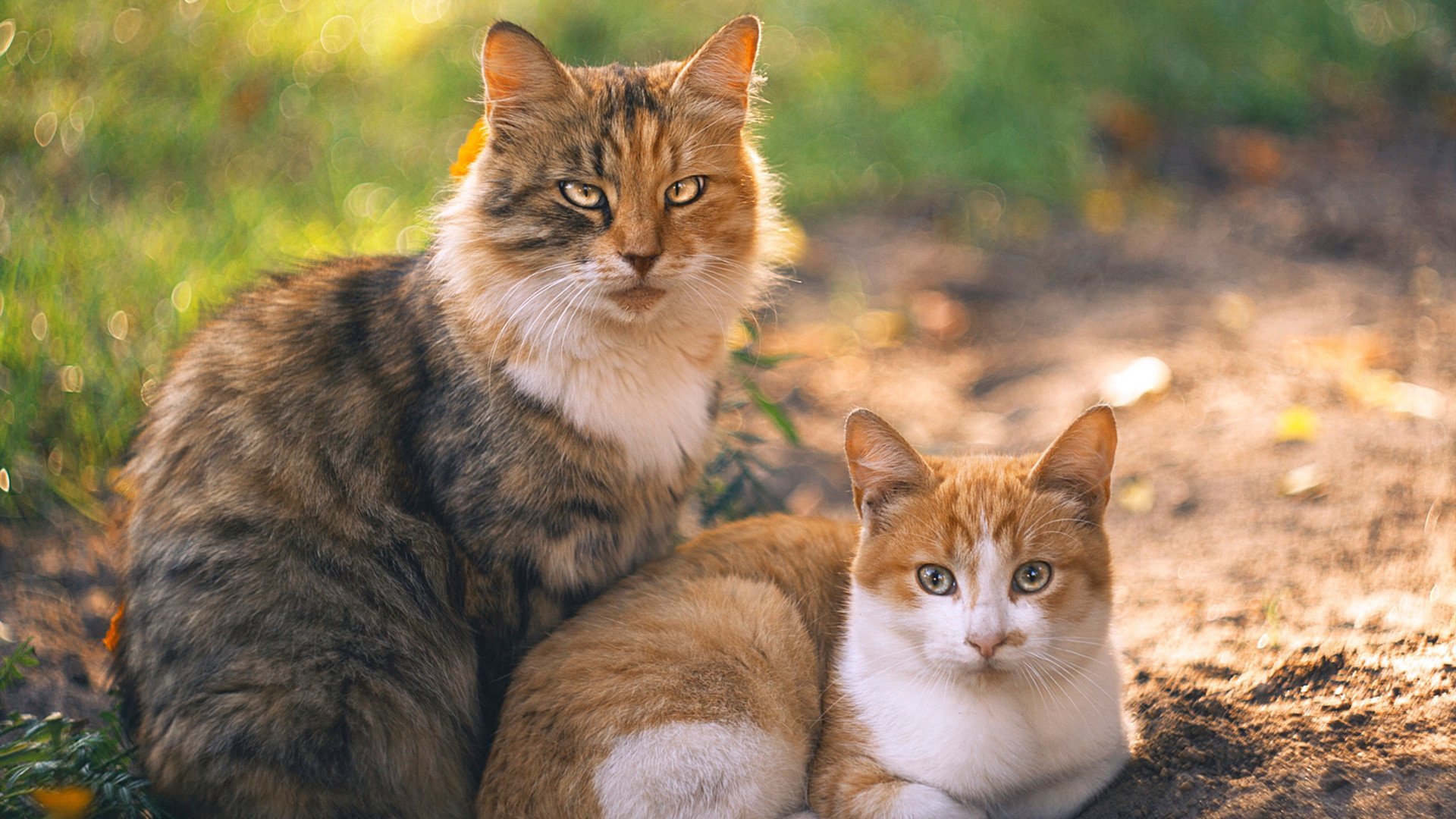 平行宇宙的哨音，当凯恩穿越至墨西哥生死战，一脚踢碎了银河战舰