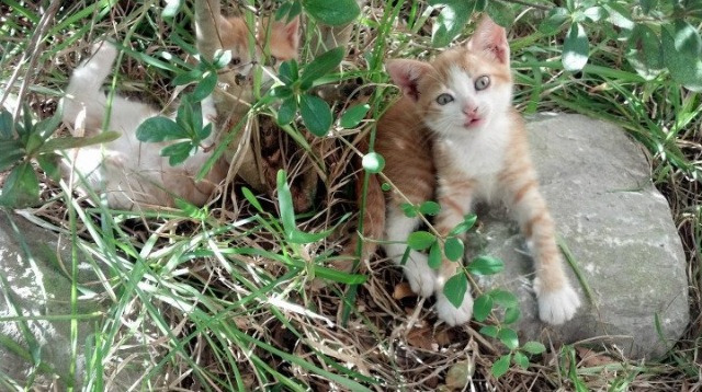 冰与火的神谕，伊布一锤定音，烈火之鹰洪都拉斯绝境逆袭希腊