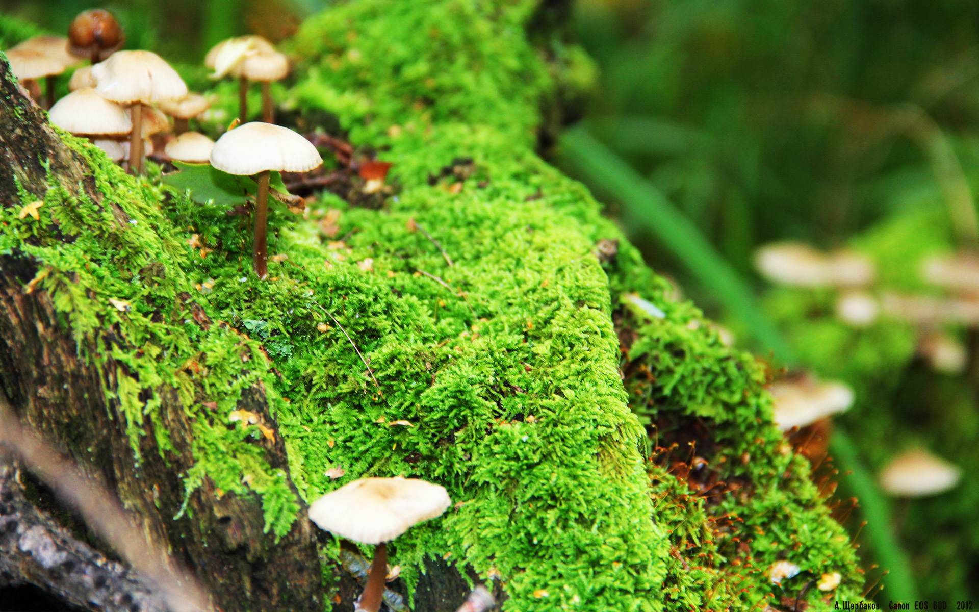 雷火电竞官网-阿尔及利亚街道上的波兰闪电，一场超越速度的封锁与反封锁