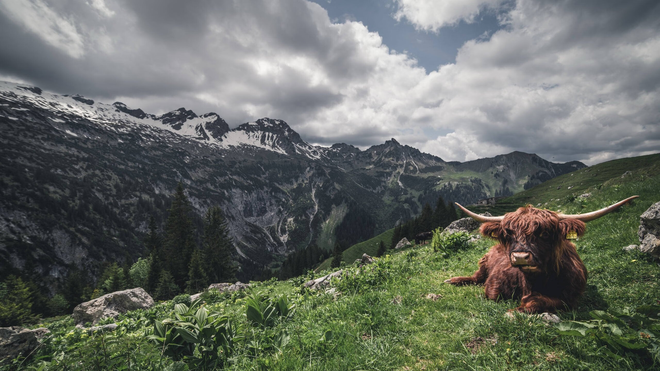 平行时空的交汇，当勇士血溅亚特兰大，字母哥在F1弯道接管比赛
