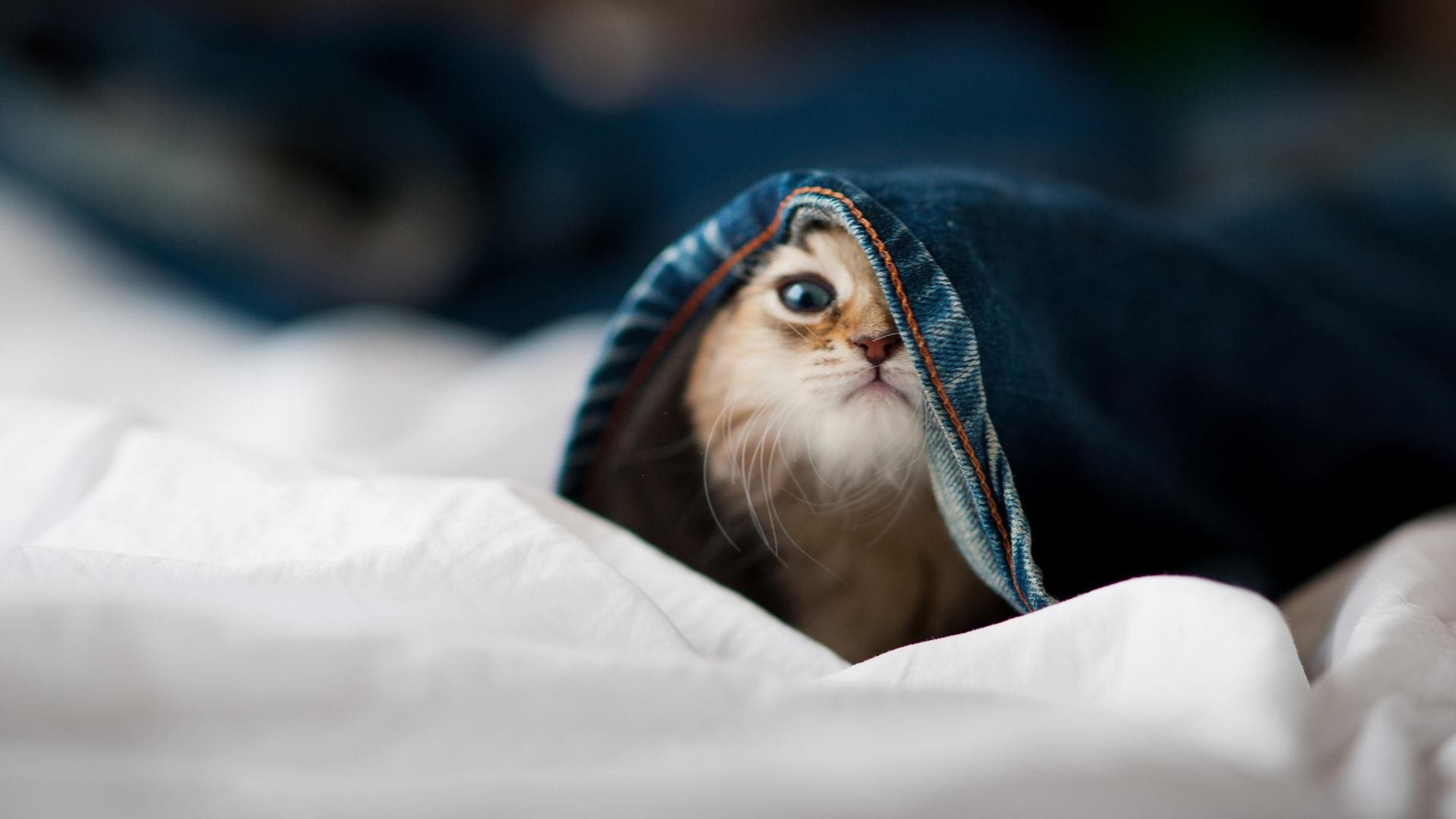 跨界生死战，几内亚逆袭拉齐奥，李刚仁化身唯一关键先生