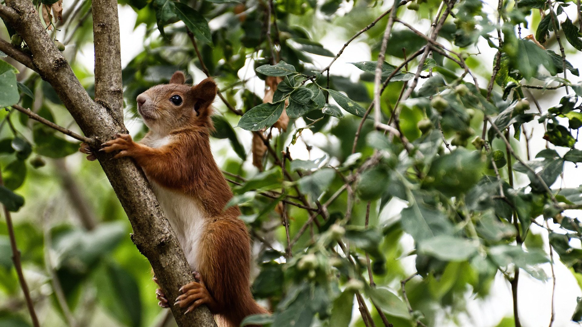 世界排名争夺战之夜，当克莱亮出七种武器，对手的战术板只剩空白