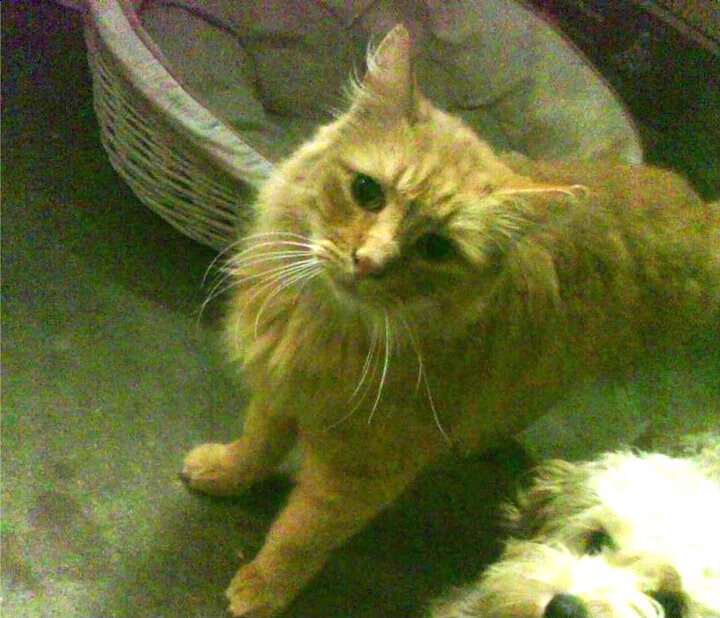 雷火电竞-绿白对峙，摩纳哥暗巷狂飙的千年恩怨