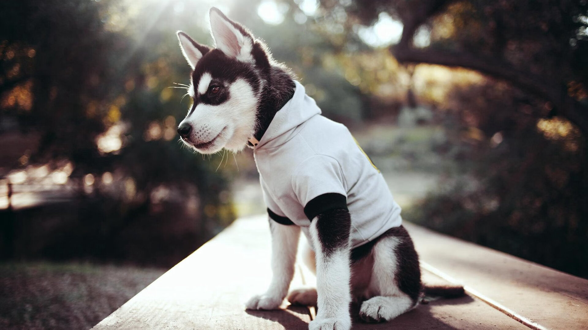 双城记,米兰的绿茵烽火与纽约的篮球风暴—当意甲焦点战遇见尼克斯收割浙江队