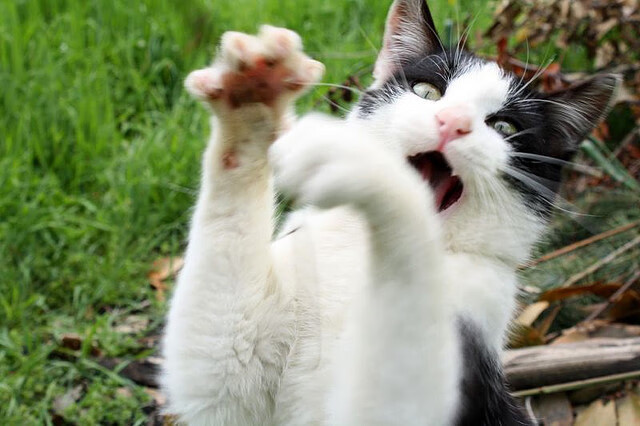 王者之证，小贾伦决胜时刻展现巨星价值，鹈鹕险胜吉林