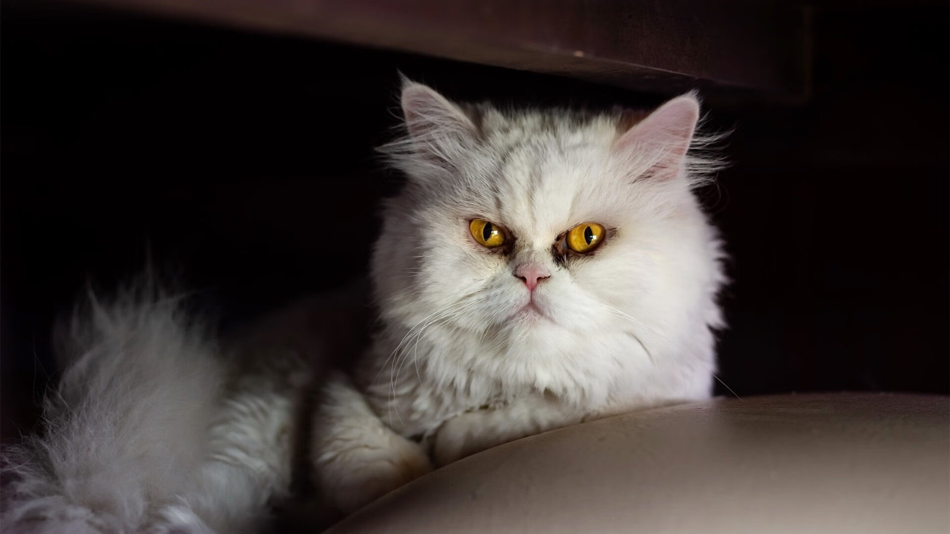 4小时鏖战与历史首次征服北京，布伦森的教科书之夜如何定义唯一