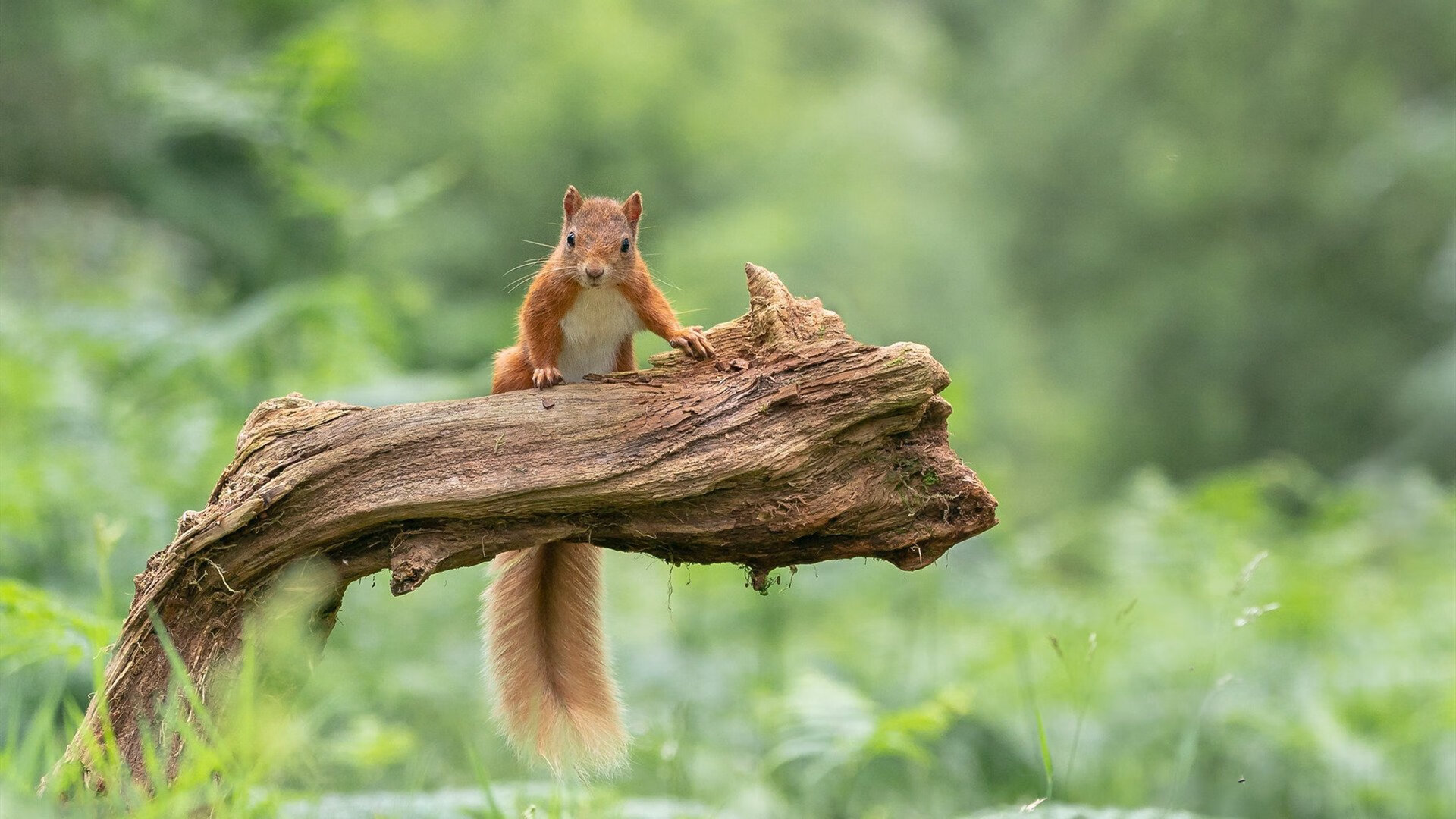 2026世界杯焦点战前瞻，当北非德比遇上历史转折点—阿尔及利亚能否打穿摩洛哥？