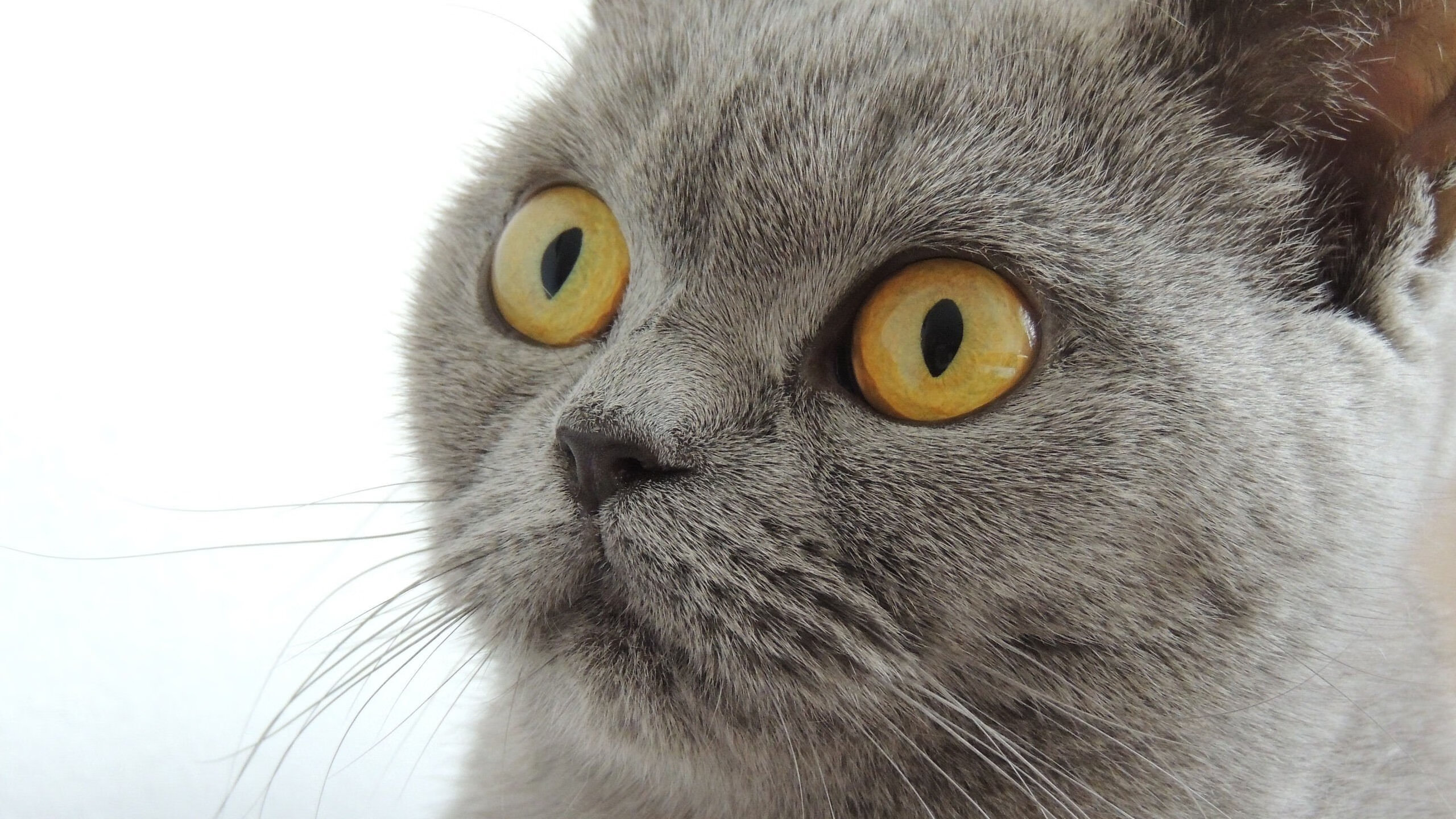 雷火电竞亚洲先驱-足球的两种解法，拉齐奥鏖战土耳其，梅西在国家德比接管比赛