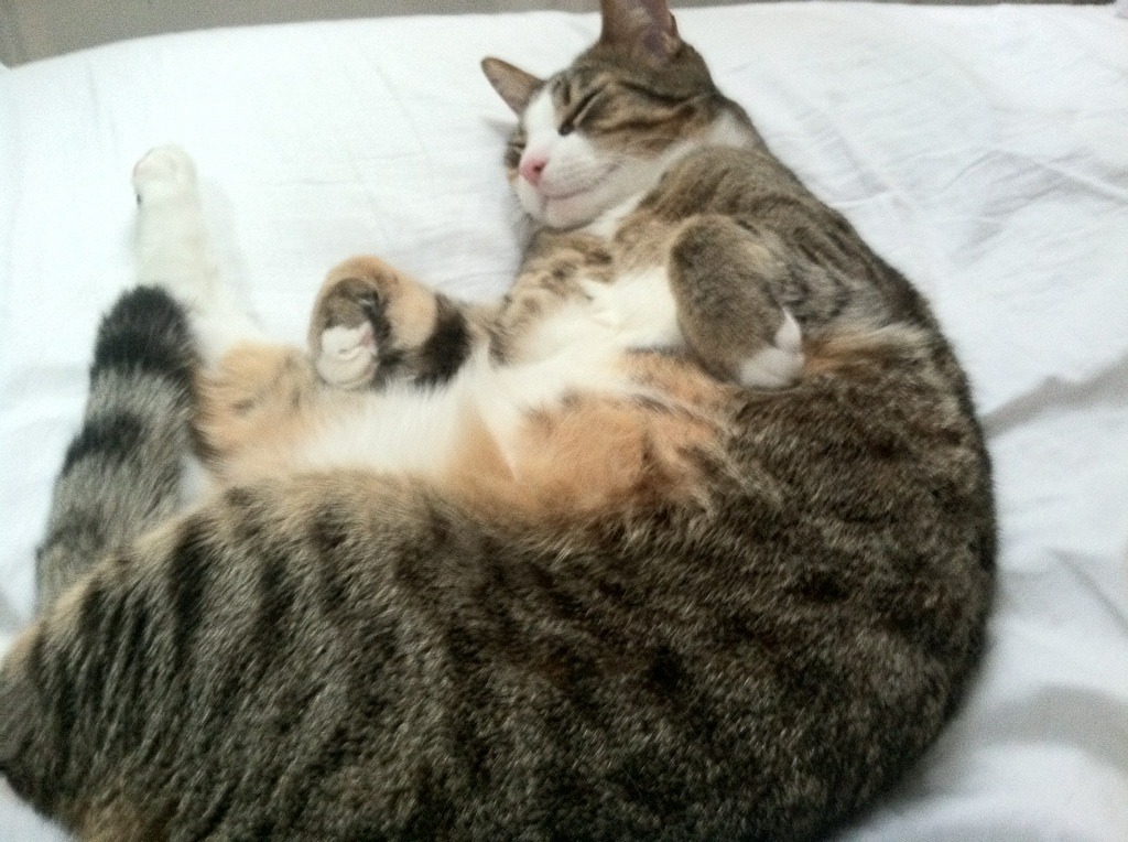 终场哨响，一个王朝的呼吸，莱奥在火焰中雕刻自己的加冕时刻