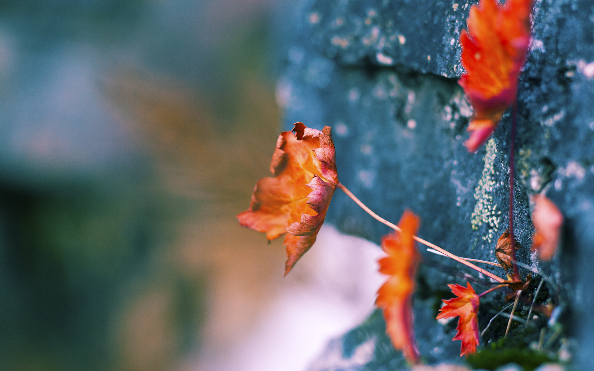 弱者的意志，凡人的火焰