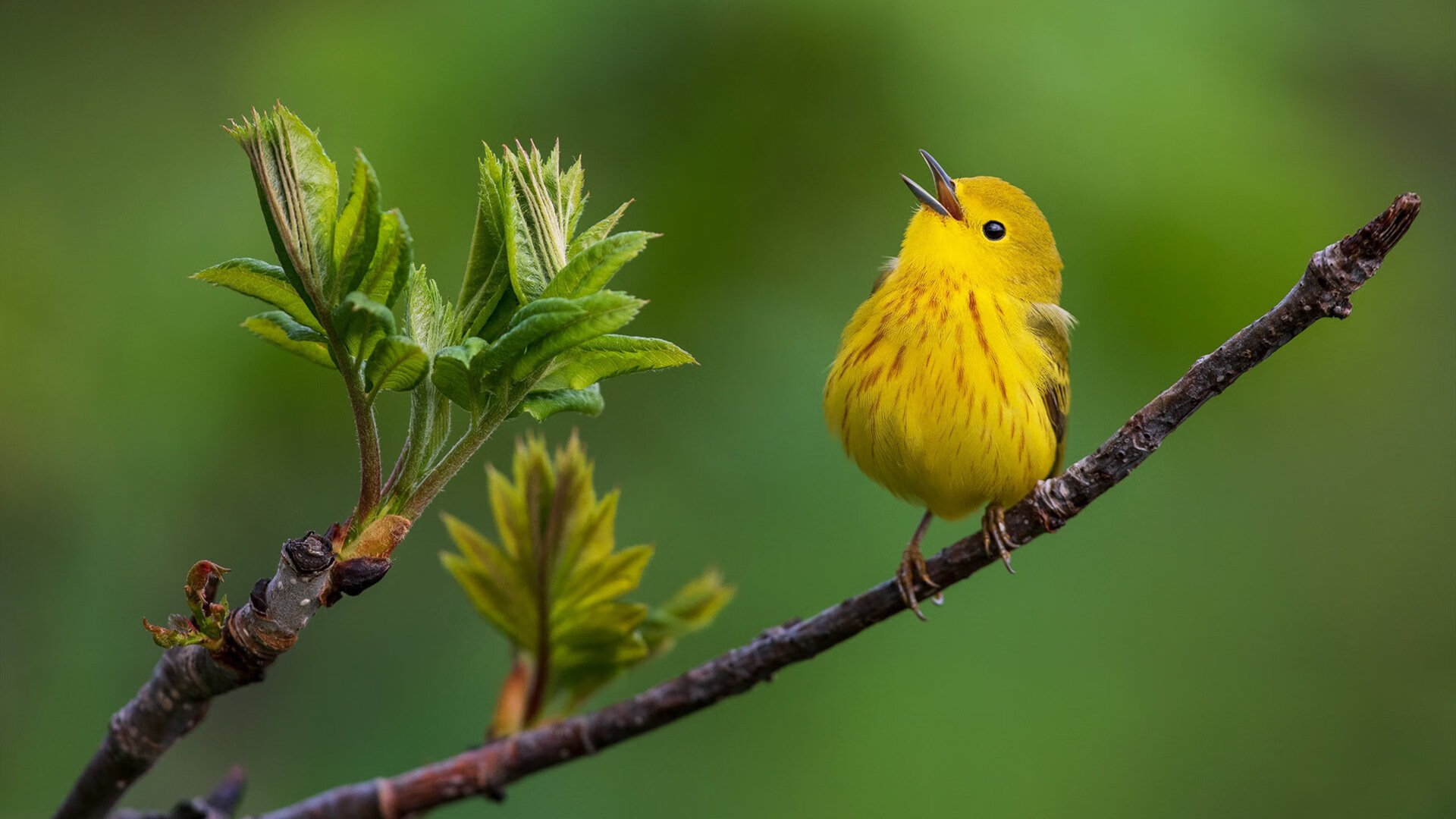 雷火电竞-拉文41分暴走难救主，快船三核发力提前终结悬念