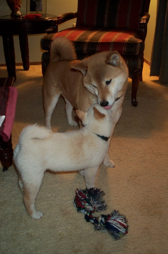 关键球定乾坤,文班亚马冷血绝杀,恩比德率76人踏平爵士