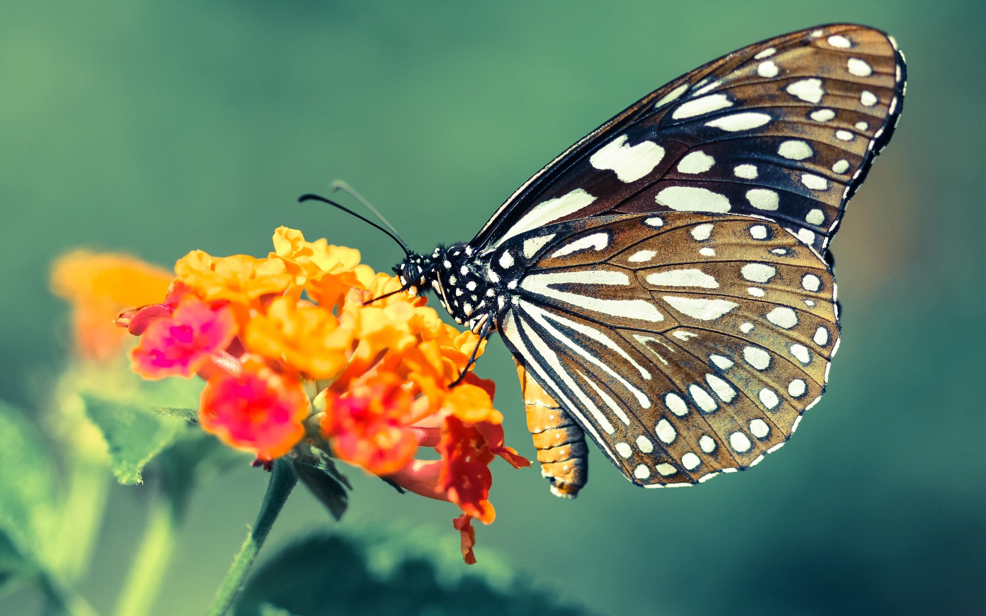 节奏为王，热火如何用约基奇式掌控力锁定胜局