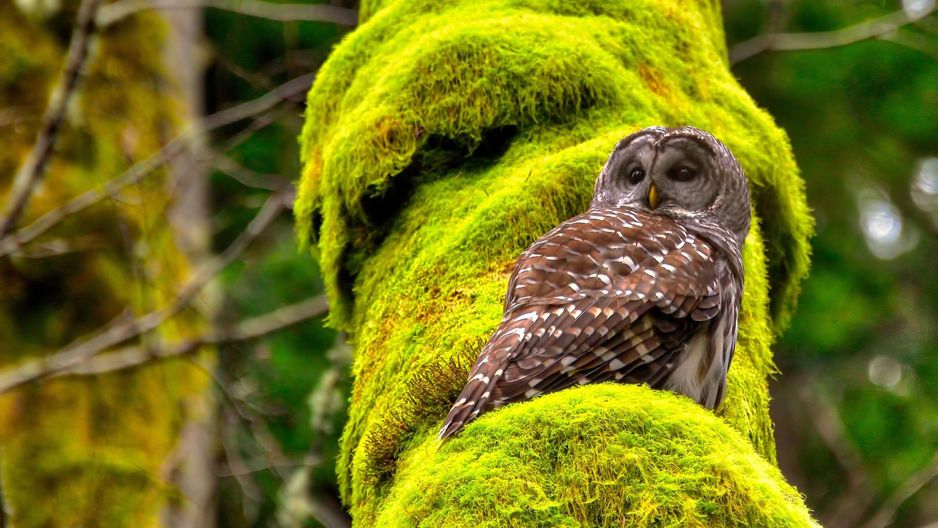 戈贝尔枢纽效应撕裂铁血防线，芝加哥公牛关键战险胜辽宁男篮