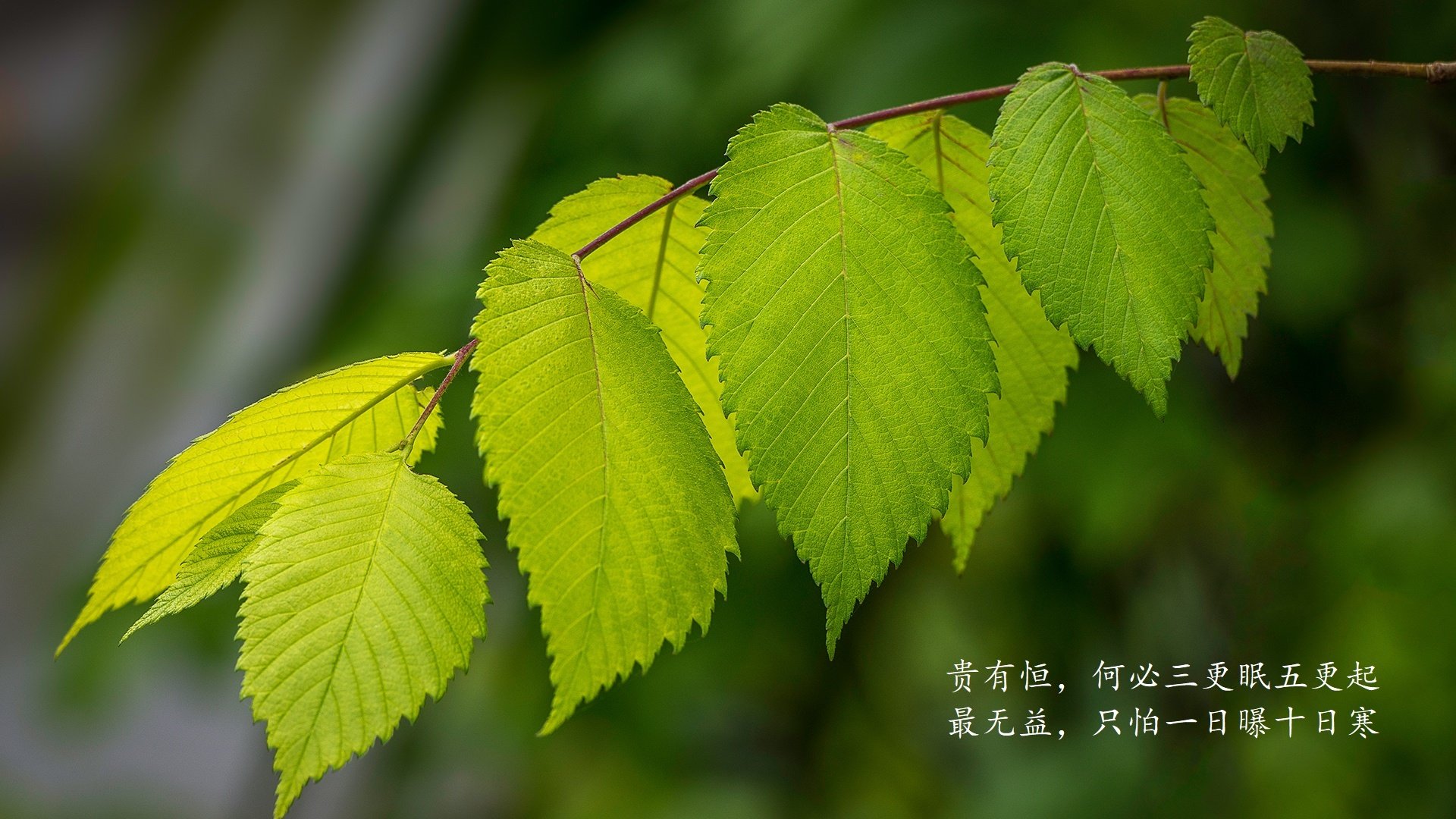 黄蓝风暴席卷北欧巨舰，2026世界杯D组生死战，伊拉克铁血压制挪威，罗德里戈穿针引线引爆攻守转换
